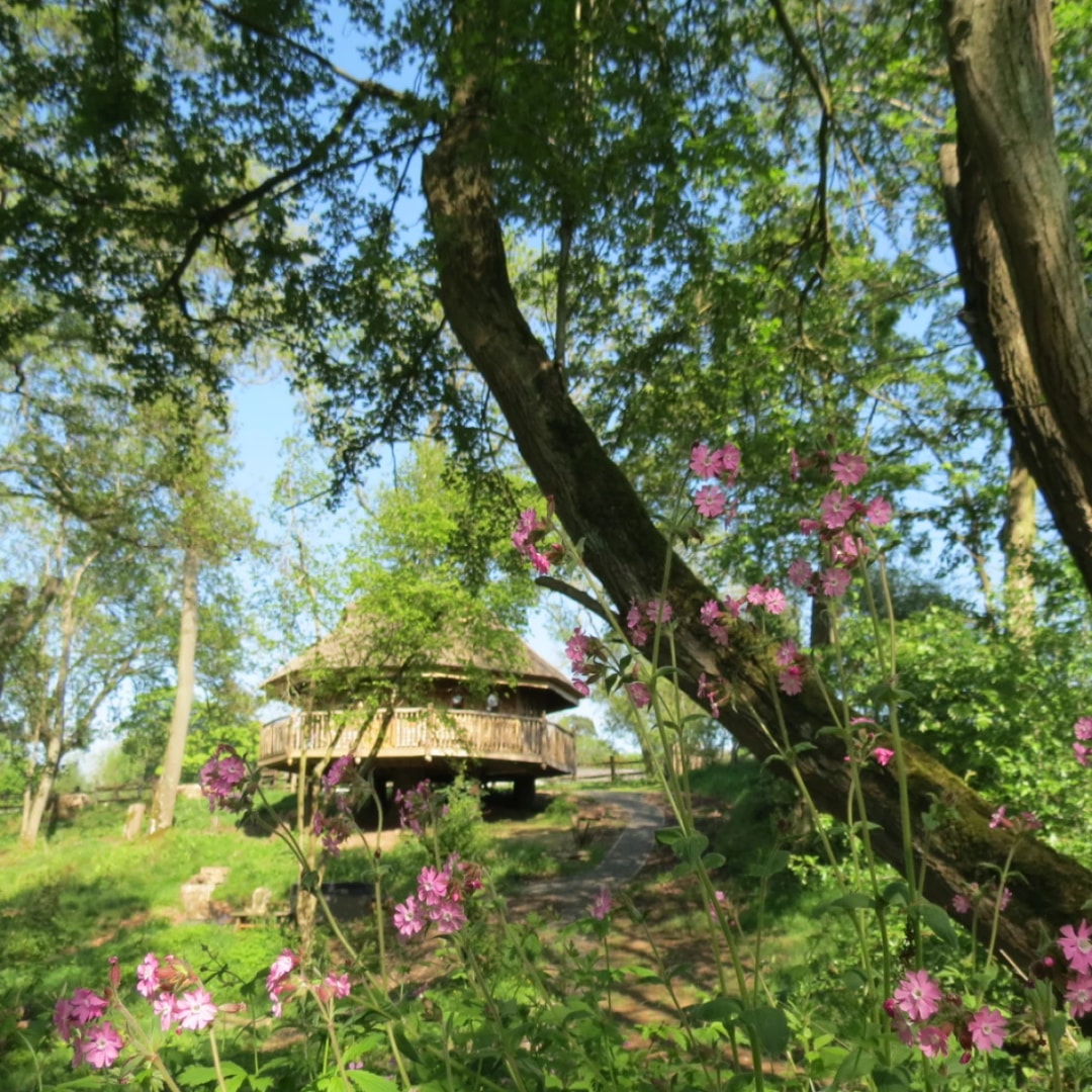 Eathelin's wrap around balcony and view of the treetops