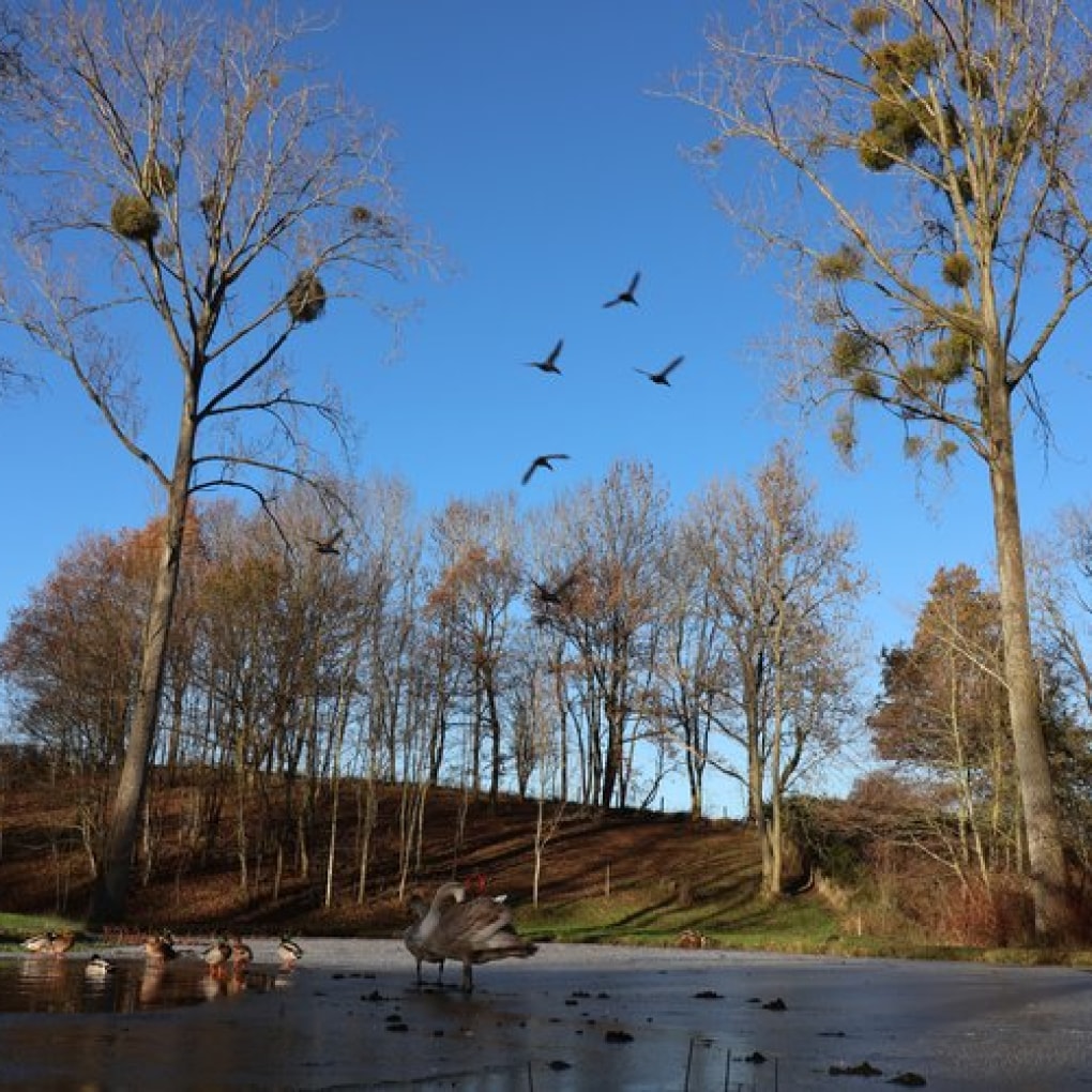 A lake with geese and birds