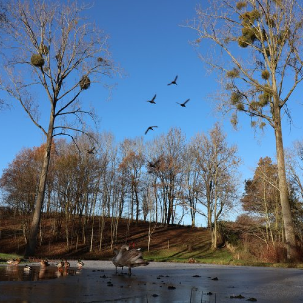 A lake with geese and birds