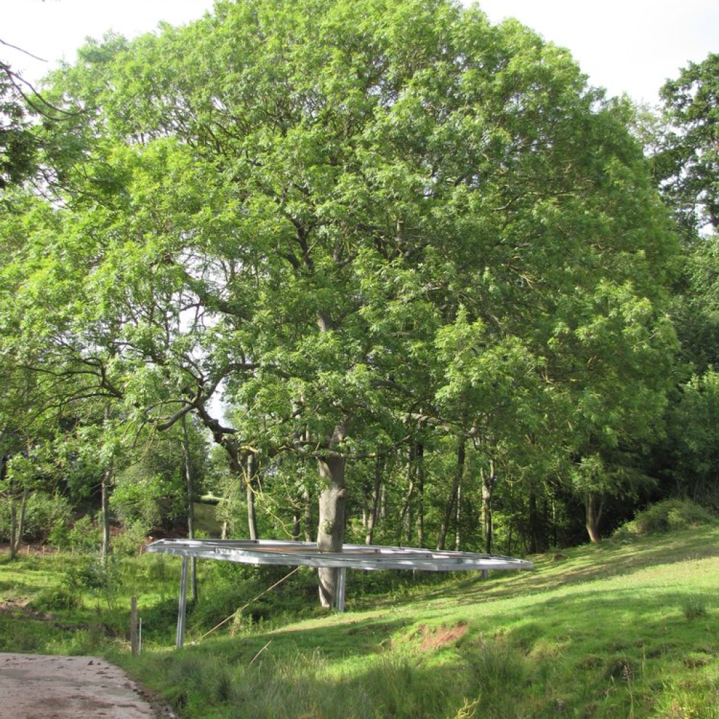 A tree with a framed floor around the trunk